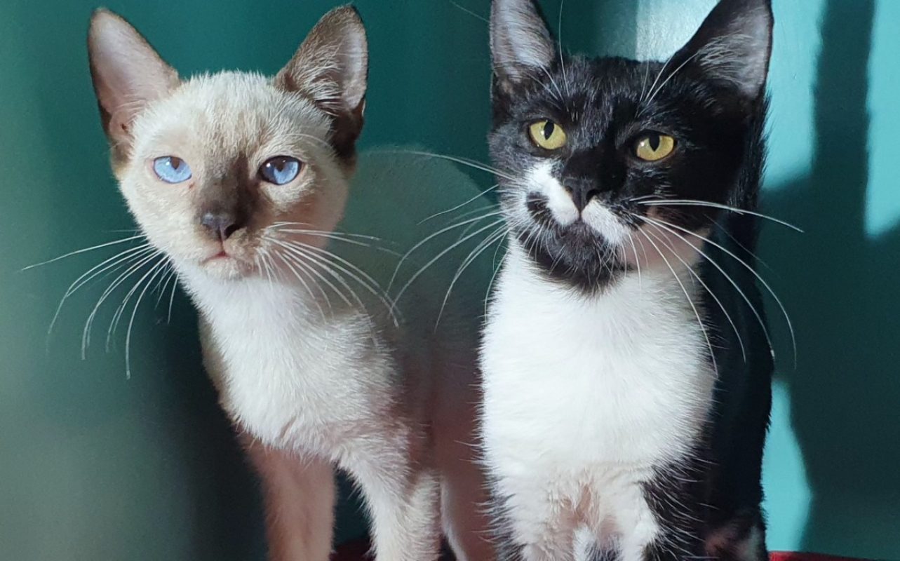 Gerry - Chat Européen à adopter