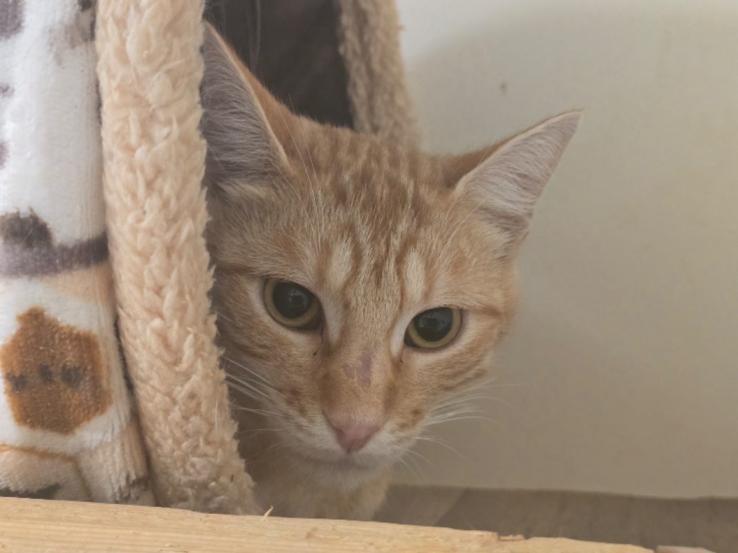 Kinder - Chat Européen à adopter