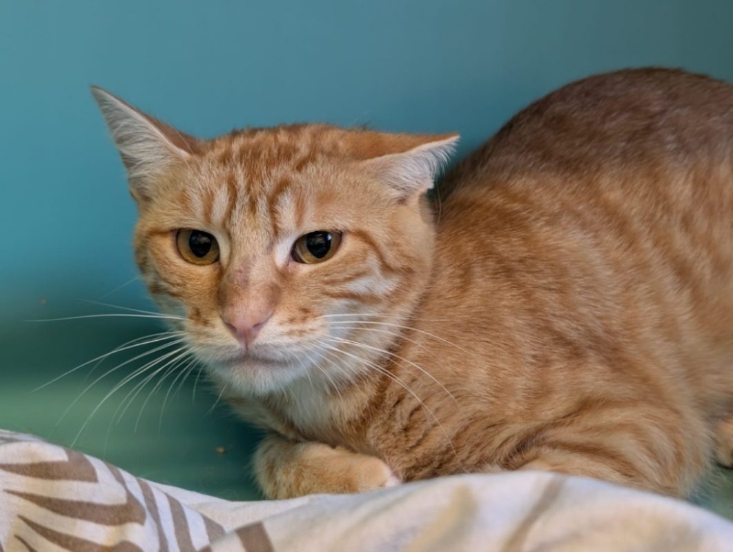 Kinder - Chat Européen à adopter - photo 2