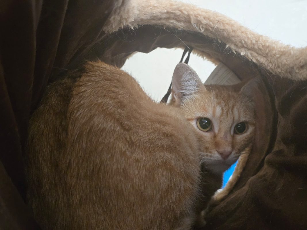 Kinder - Chat Européen à adopter - photo 3