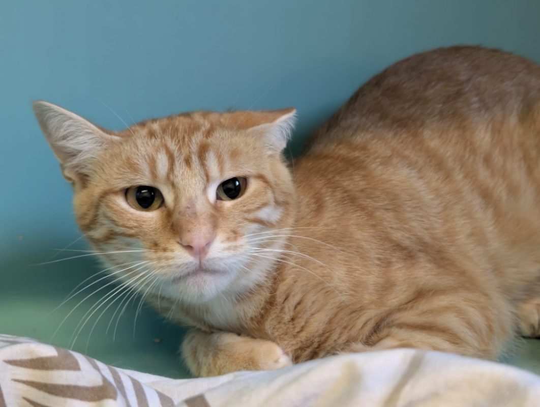 Kinder - Chat Européen à adopter - photo 4