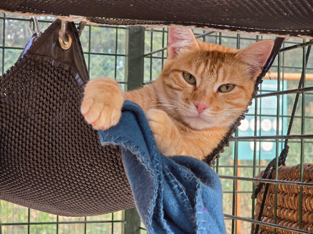 Kinder - Chat Européen à adopter