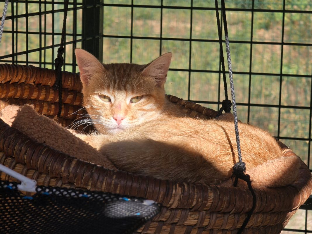 Kinder - Chat Européen à adopter - photo 2