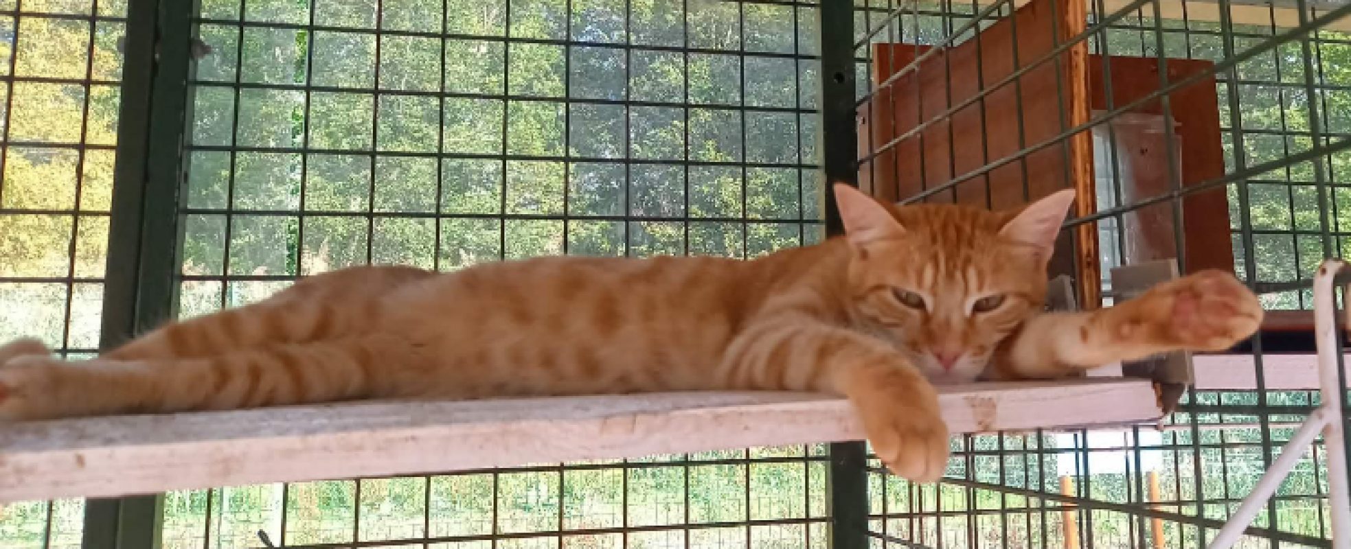 Kinder - Chat Européen à adopter - photo 3