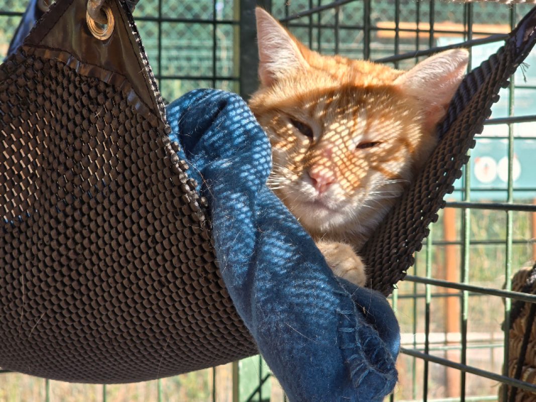Kinder - Chat Européen à adopter - photo 4
