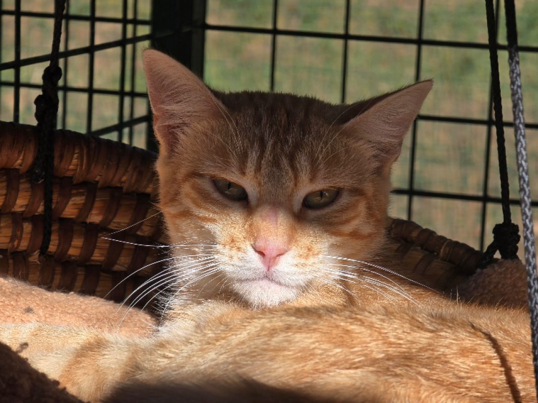 Kinder - Chat Européen à adopter - photo 5