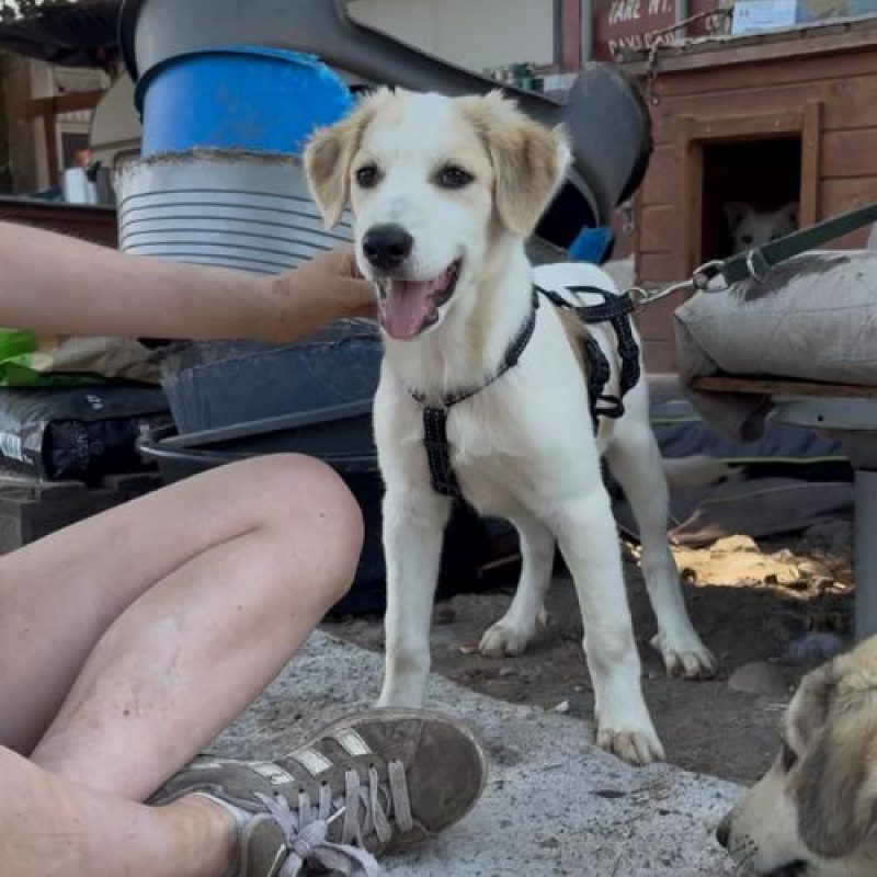 SNOWIE - Chien à adopter - photo 6