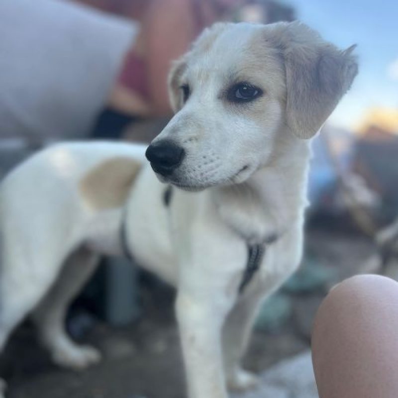 SNOWIE - Chien à adopter - photo 4