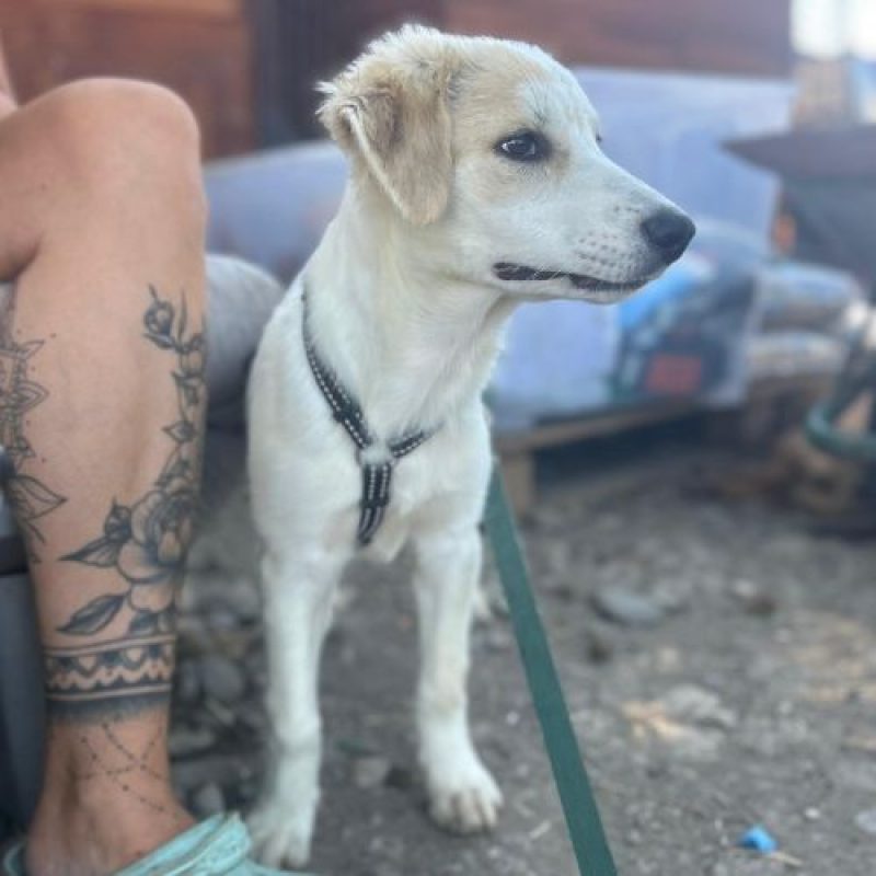 SNOWIE - Chien à adopter - photo 2