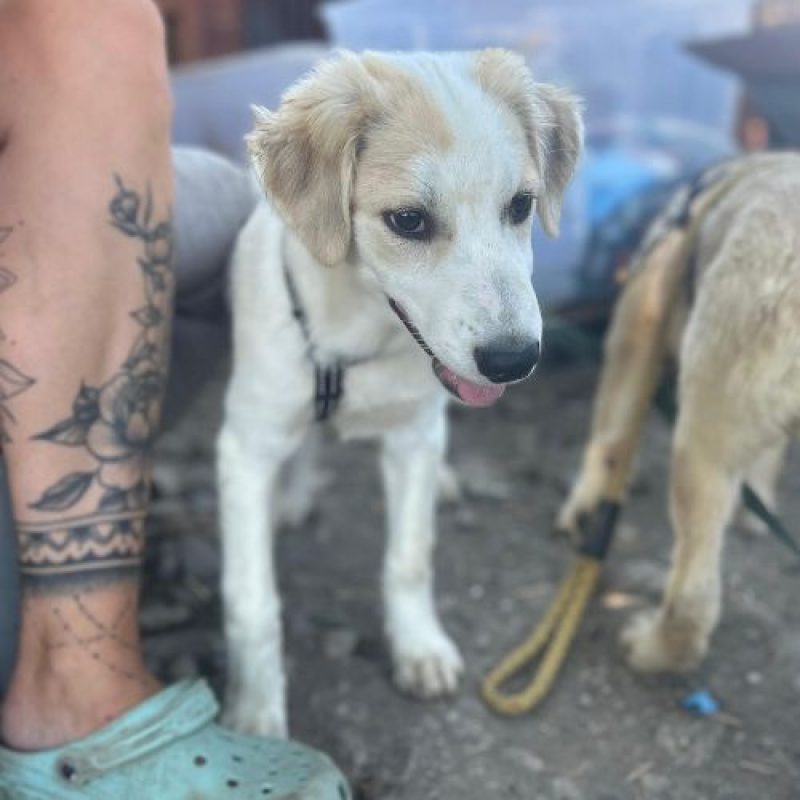 SNOWIE - Chien à adopter - photo 9