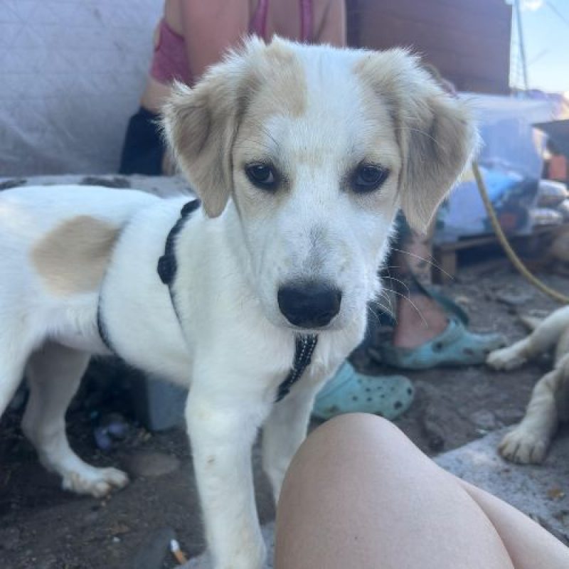 SNOWIE - Chien à adopter - photo 5