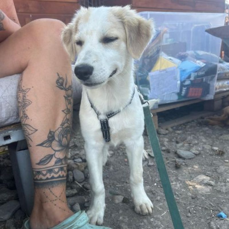 SNOWIE - Chien à adopter - photo 8