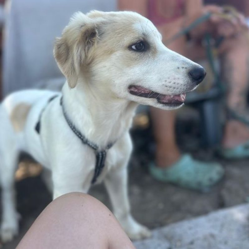 SNOWIE - Chien à adopter