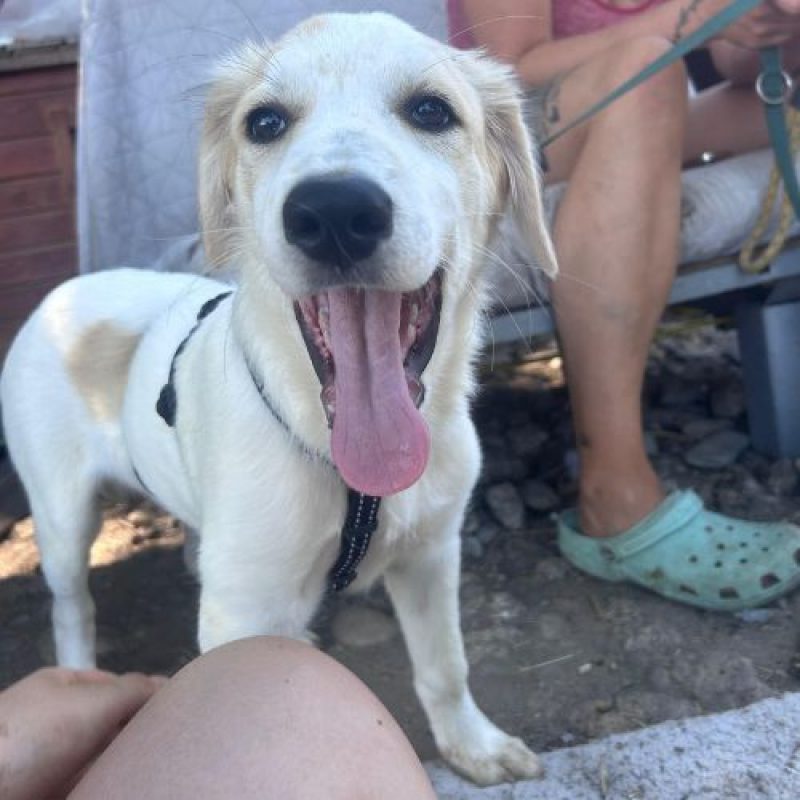 SNOWIE - Chien à adopter - photo 3
