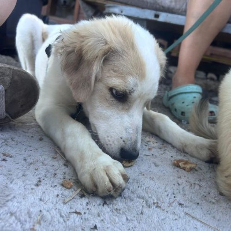 SNOWIE - Chien à adopter - photo 7