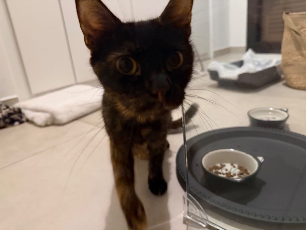 Bavella - Chat à adopter