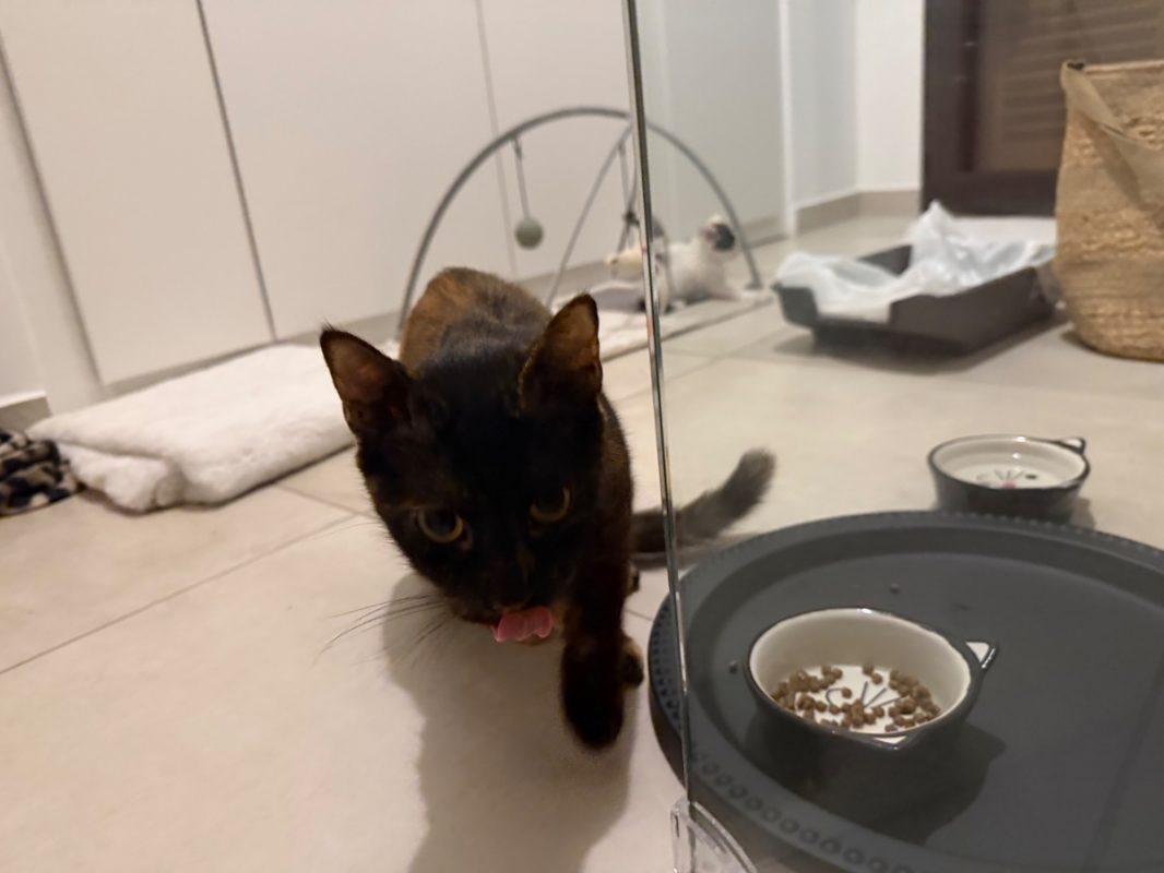 Bavella - Chat à adopter - photo 5