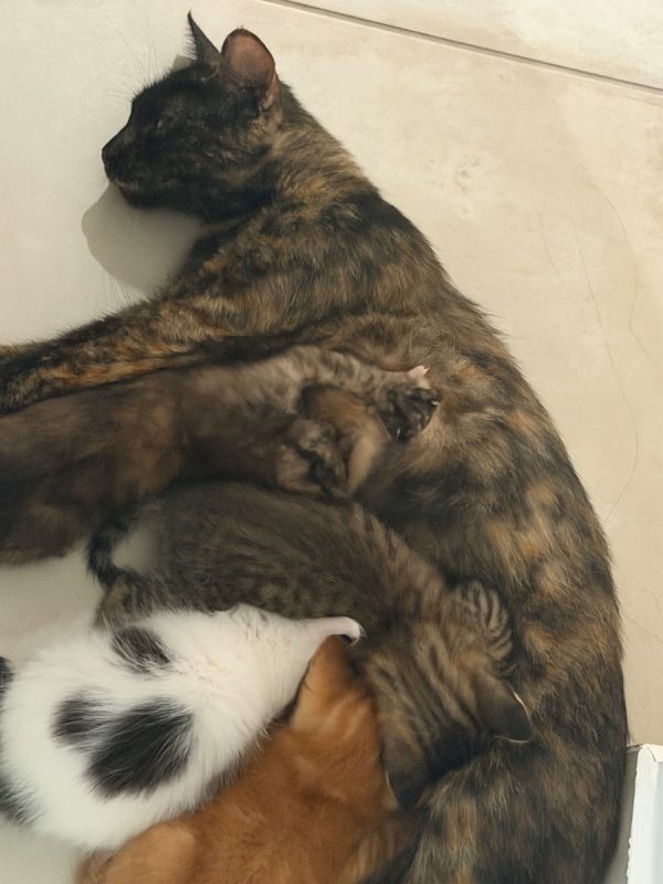 Bavella - Chat à adopter - photo 2