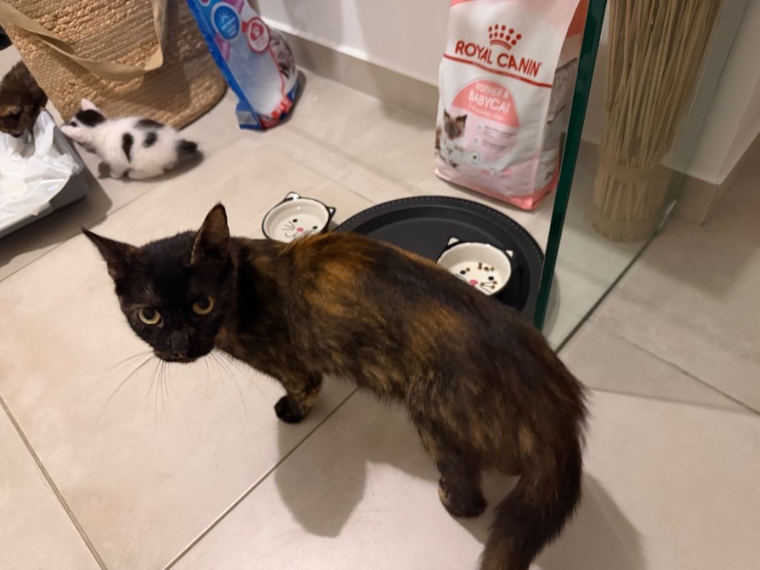 Bavella - Chat à adopter - photo 4