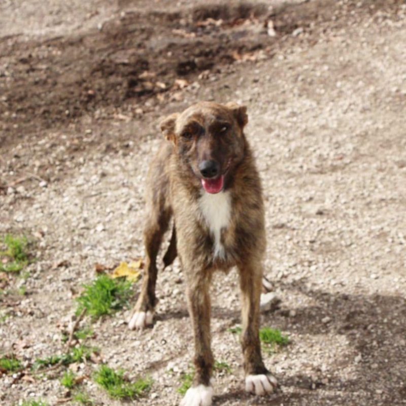 Juno - Chien Croisé x Podengo portugais à adopter - photo 3
