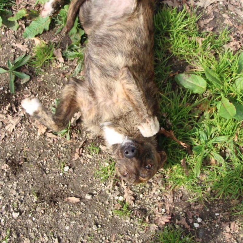 Juno - Chien Croisé x Podengo portugais à adopter - photo 2