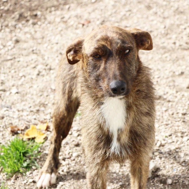 Juno - Chien Croisé x Podengo portugais à adopter - photo 4