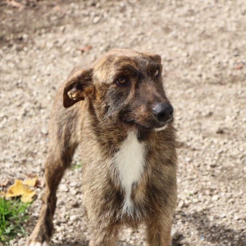 Juno - Chien Croisé x Podengo portugais à adopter