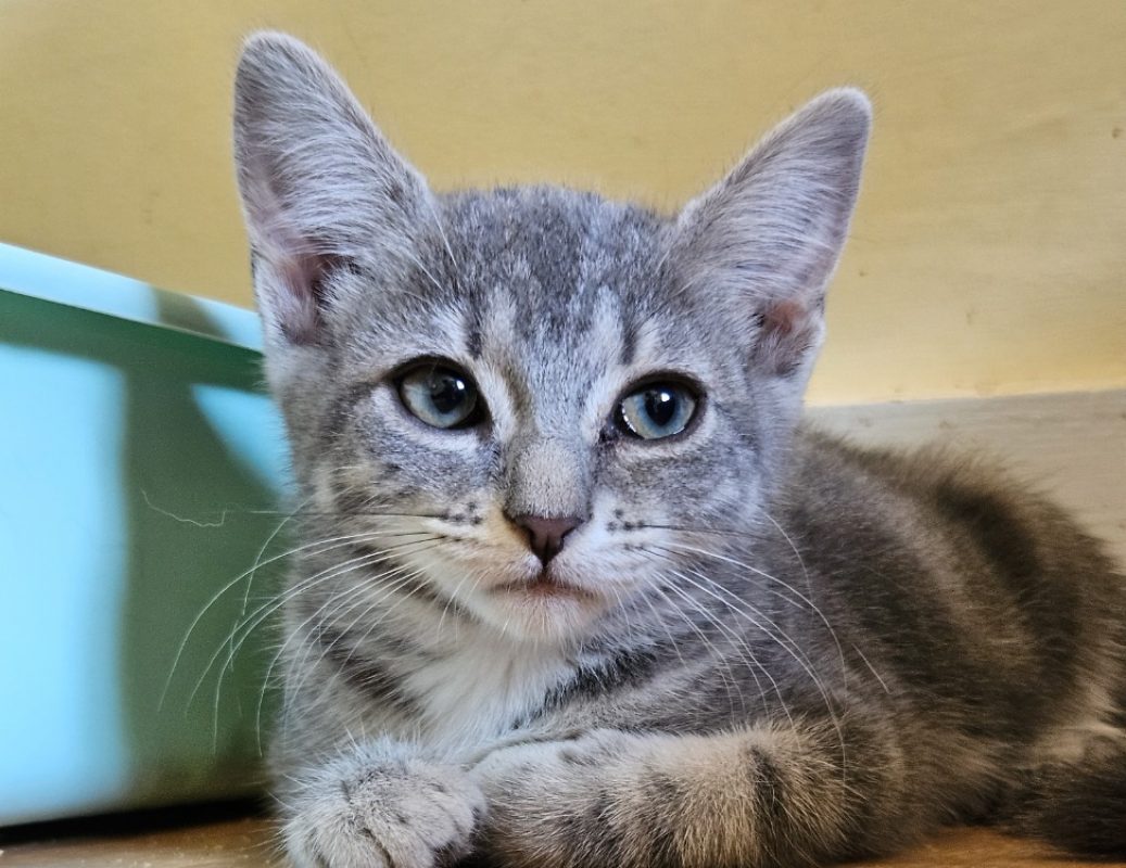 Akhara - Chat Européen à adopter