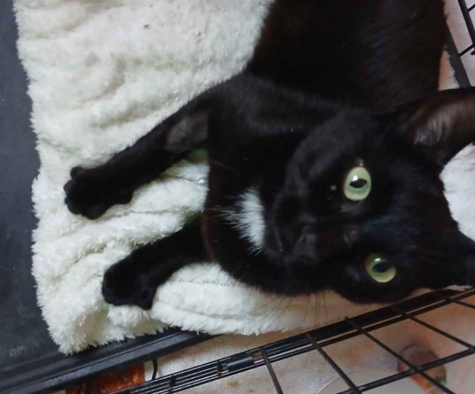 Moon - Chat Européen à adopter