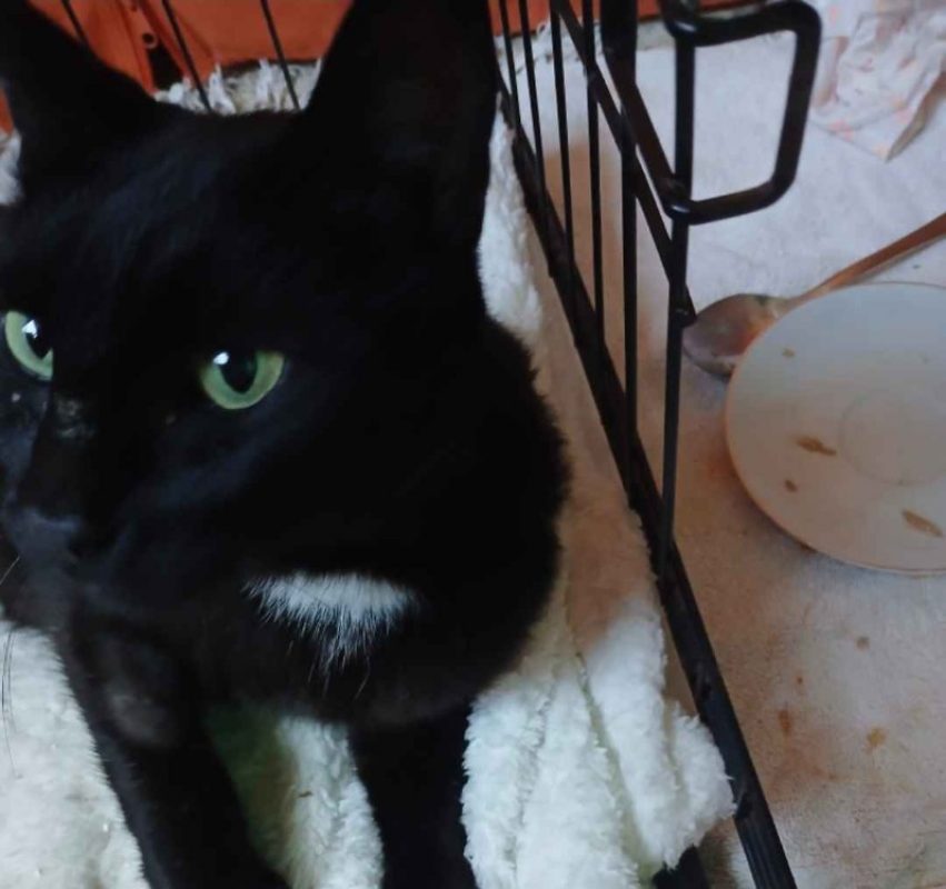 Moon - Chat Européen à adopter - photo 2