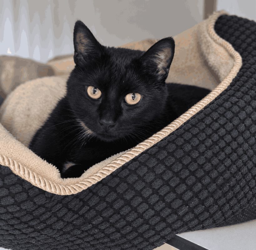 Moon - Chat Européen à adopter