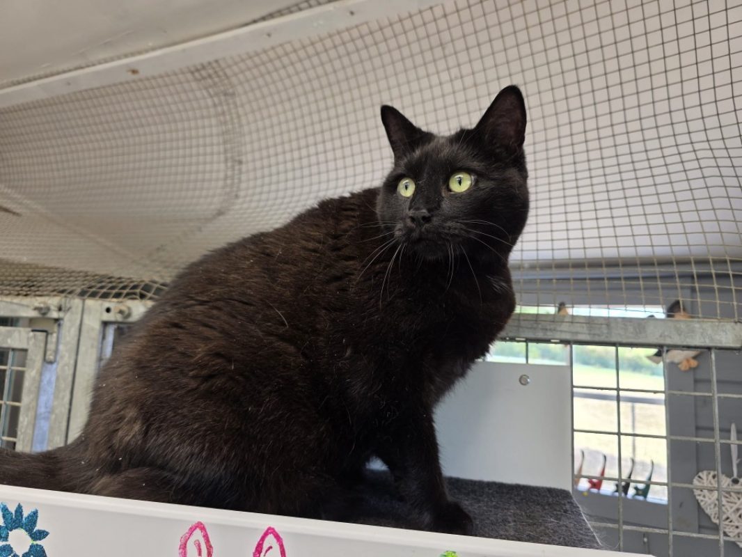 Bagheera - Chat Européen à adopter