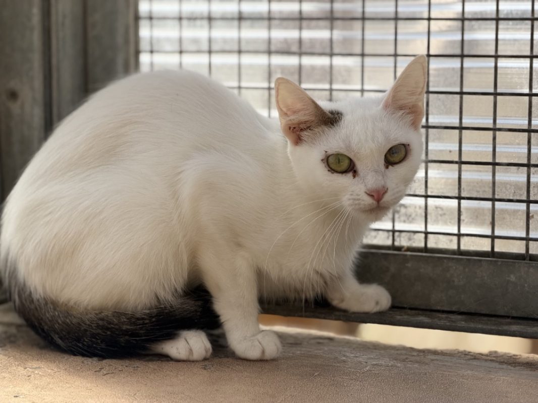 Flocon - Chat Européen à adopter