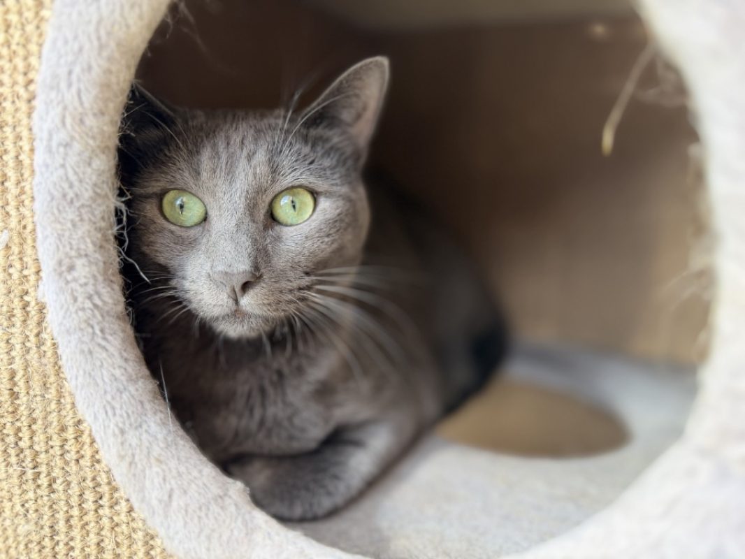 Blue - Chat Européen à adopter