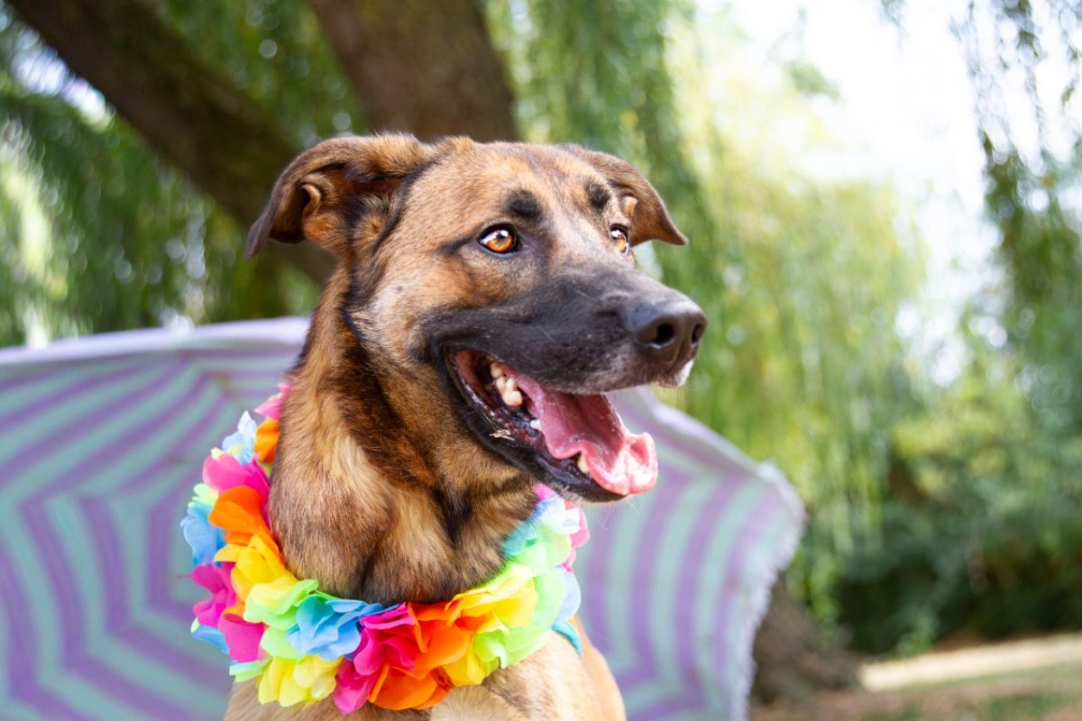 Rocky - Chien à adopter