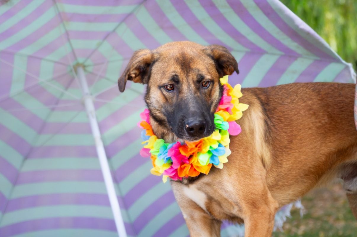 Rocky - Chien à adopter - photo 4