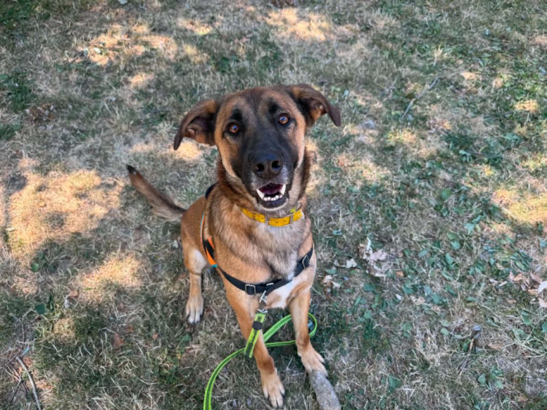 Rocky - Chien à adopter - photo 6