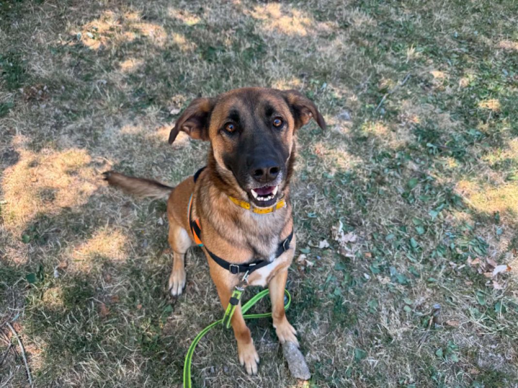 Rocky - Chien à adopter - photo 8