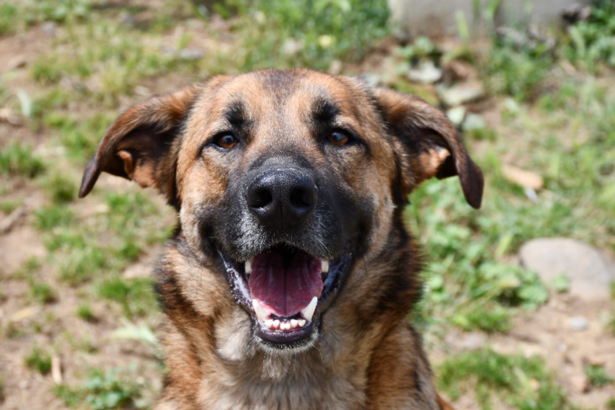 Rocky - Chien à adopter - photo 9