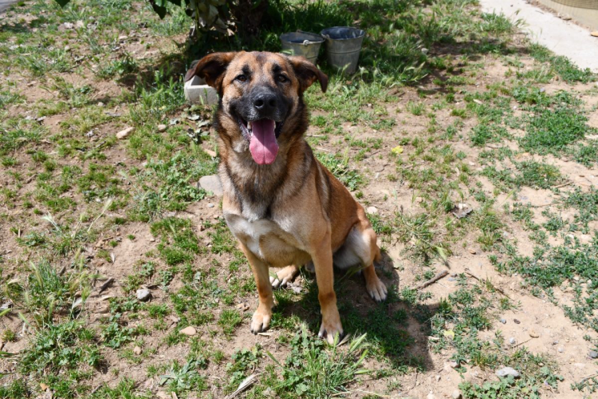 Rocky - Chien à adopter - photo 10
