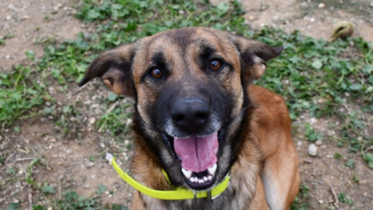 Rocky - Chien à adopter - photo 11
