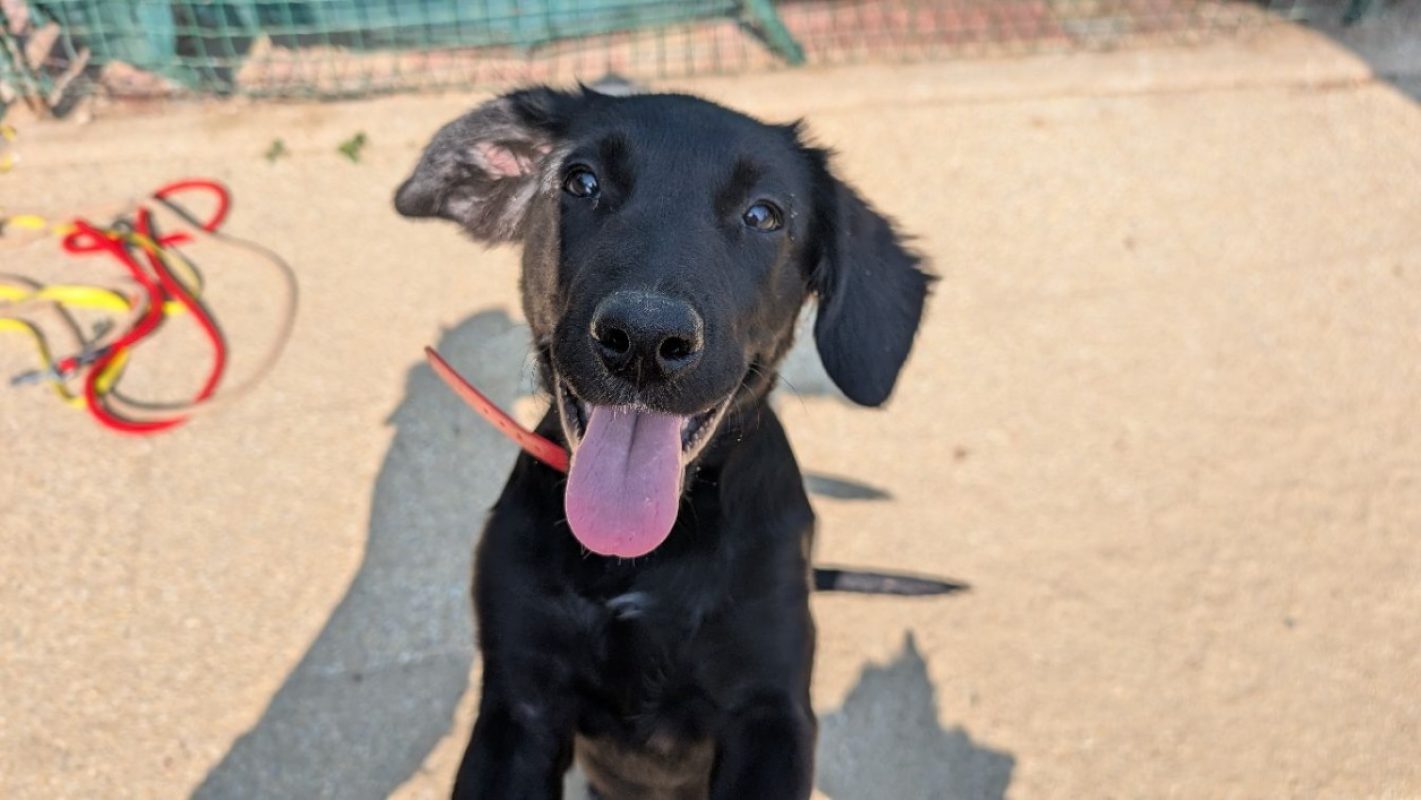 Cassis - Chien Berger Belge Tervueren à adopter