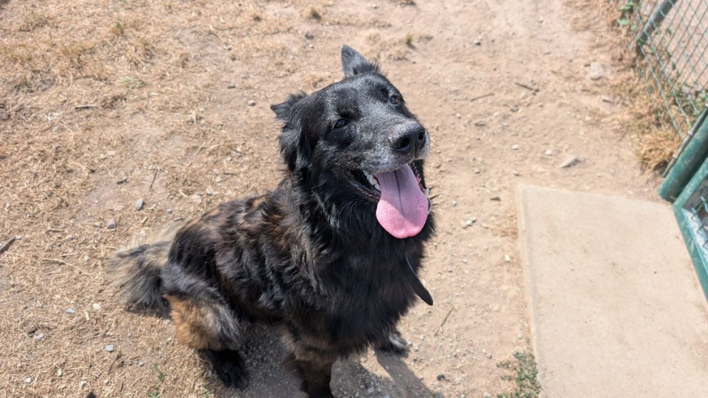 Açaï - Chien Berger Belge Tervueren à adopter