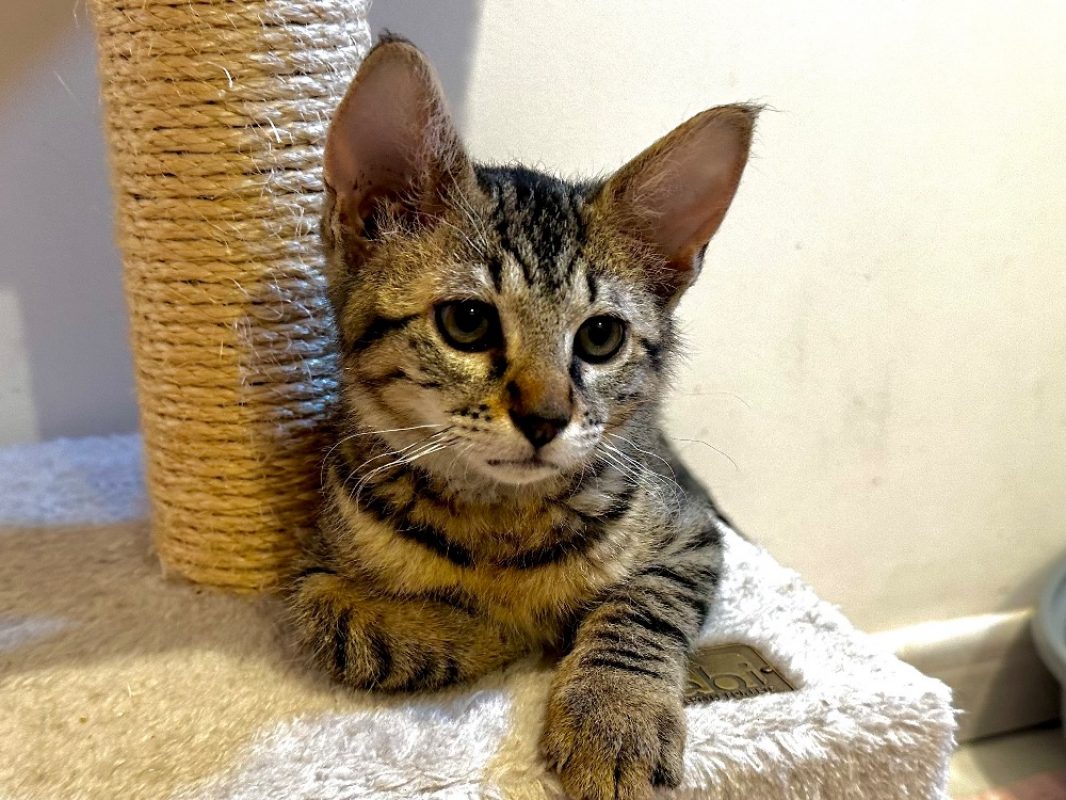 Edgard - Chat Européen à adopter