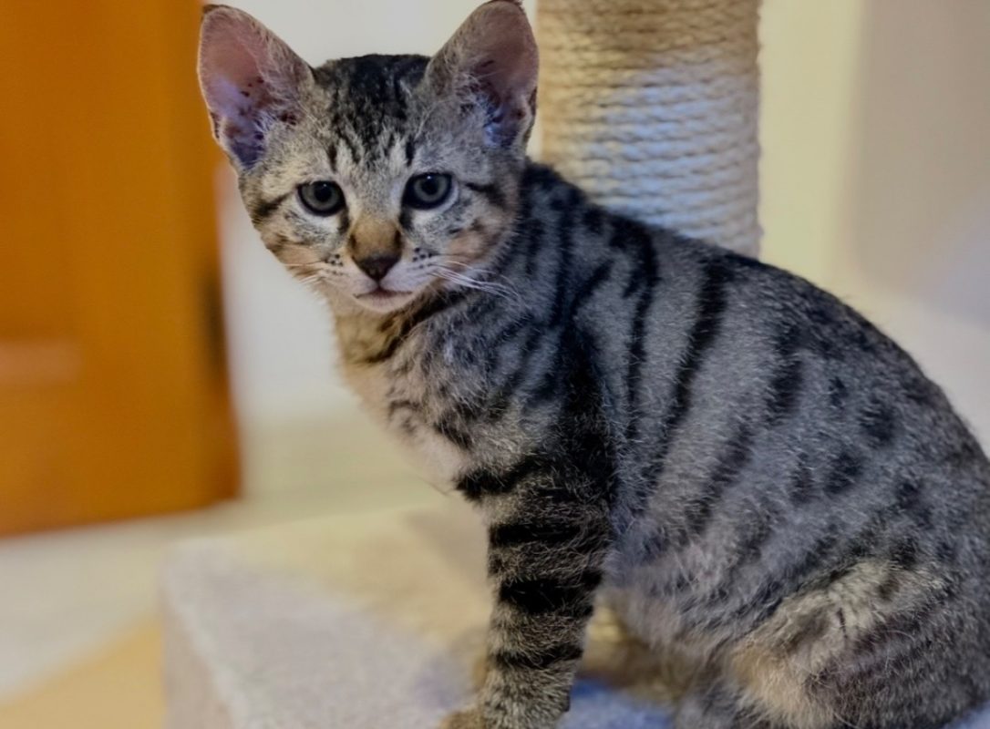 Edgard - Chat Européen à adopter - photo 2