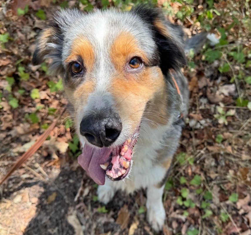 Pearle - Chien à adopter