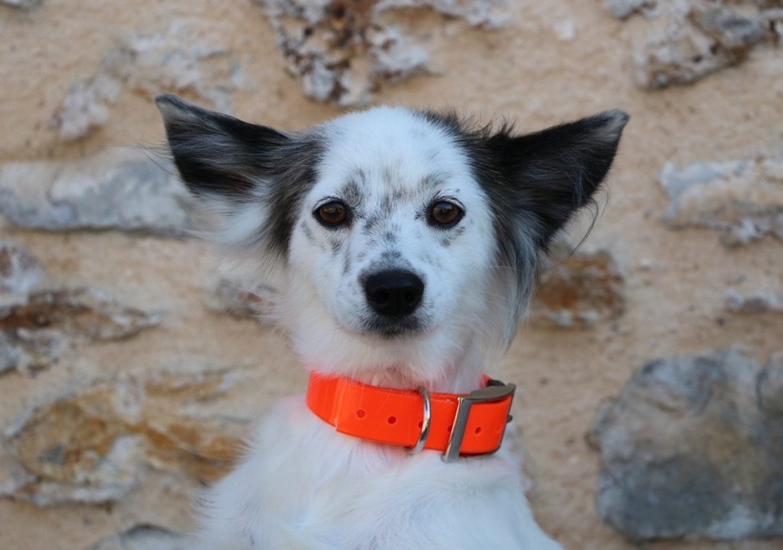 Simone - Chien à adopter