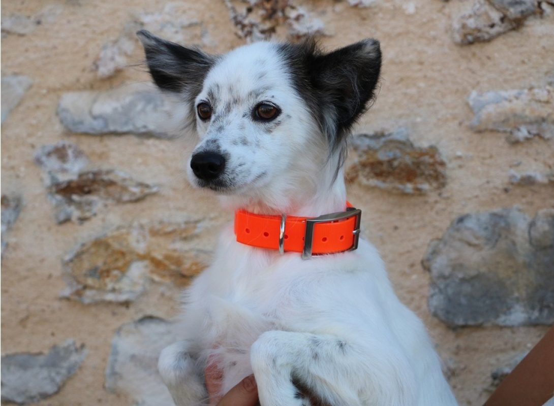 Simone - Chien à adopter - photo 2