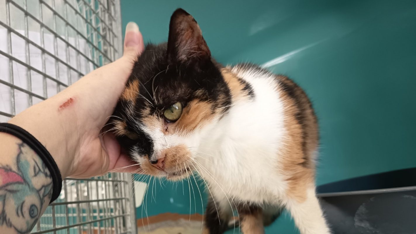 Scara - Chat Européen à adopter