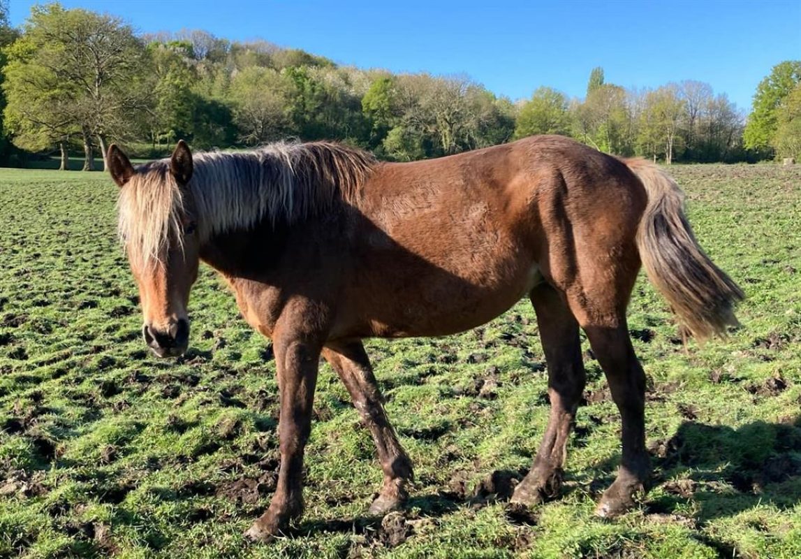 Oracle de belnoe - Equidé Cheval à adopter